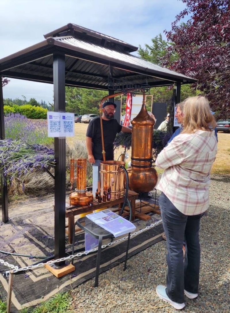 Live lavender distillery demonstration