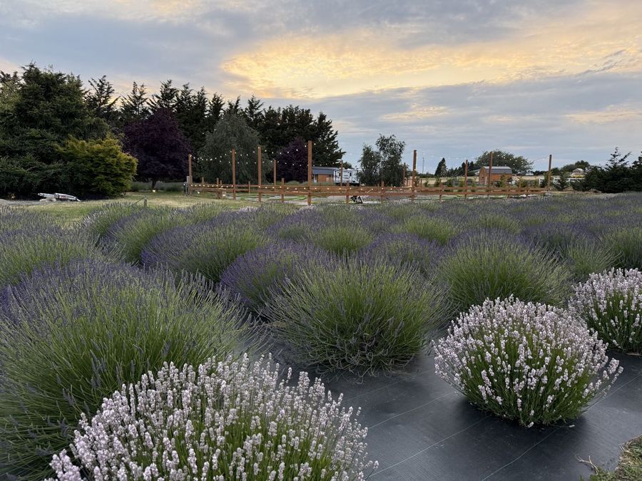 Dusk over the rows, Sequim WA