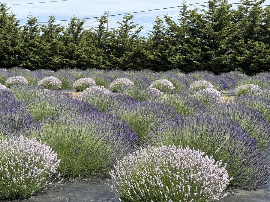 English lavender and lavandin, side by side