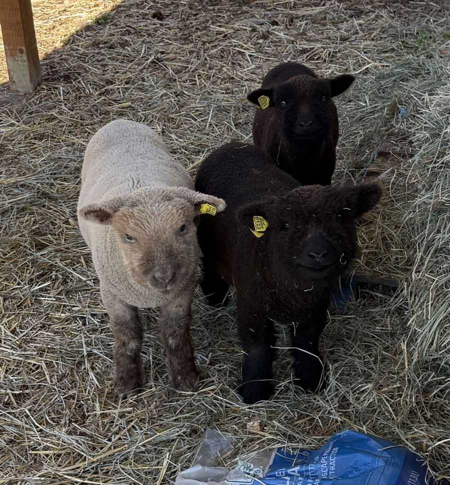 The Babydoll sheep, who benefit