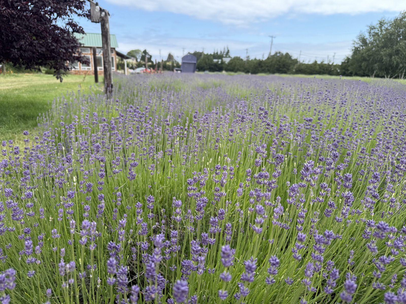 Sunset lavender picking