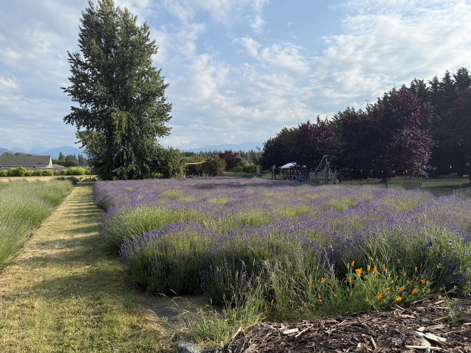 Lavender rows under blue sky