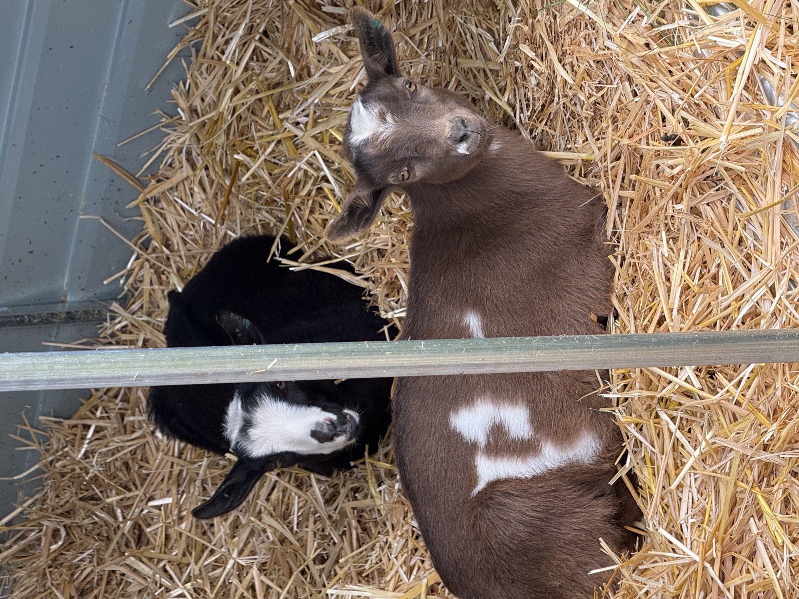 Baby goats at Lit Lavender farm