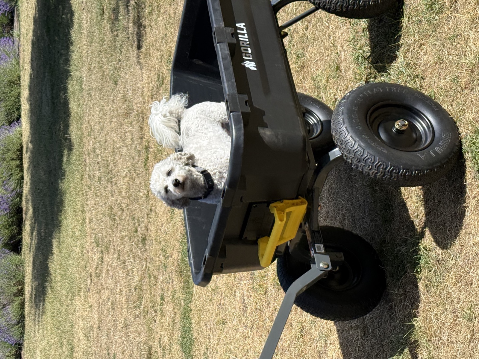 Farm dog in a cart
