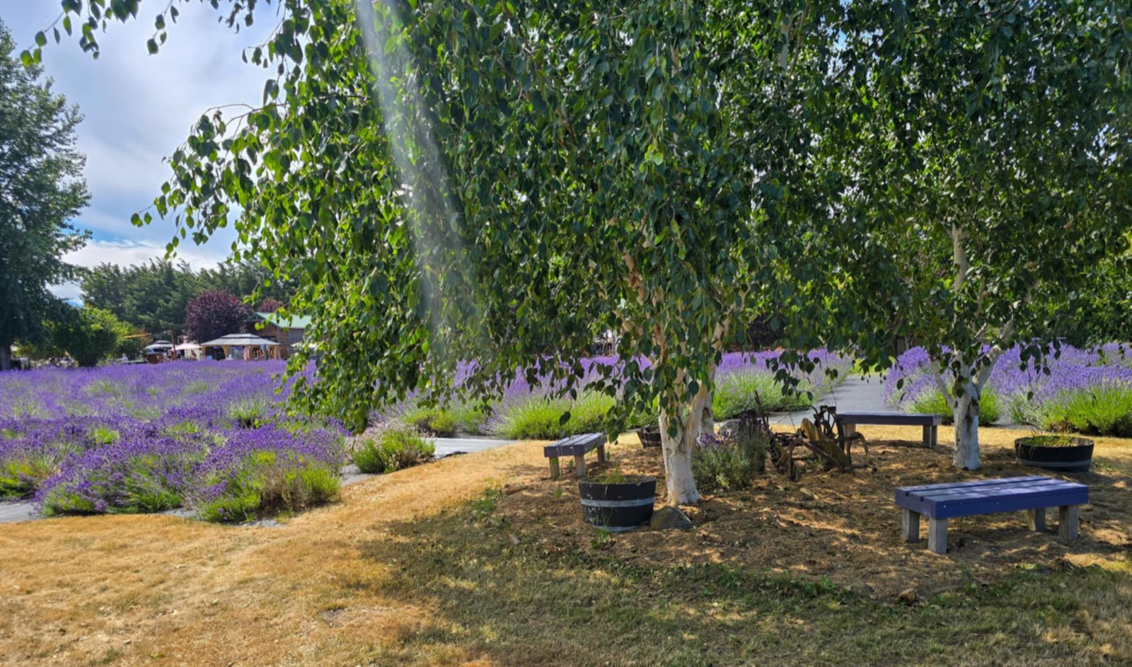 Birch trees with lavender and benches