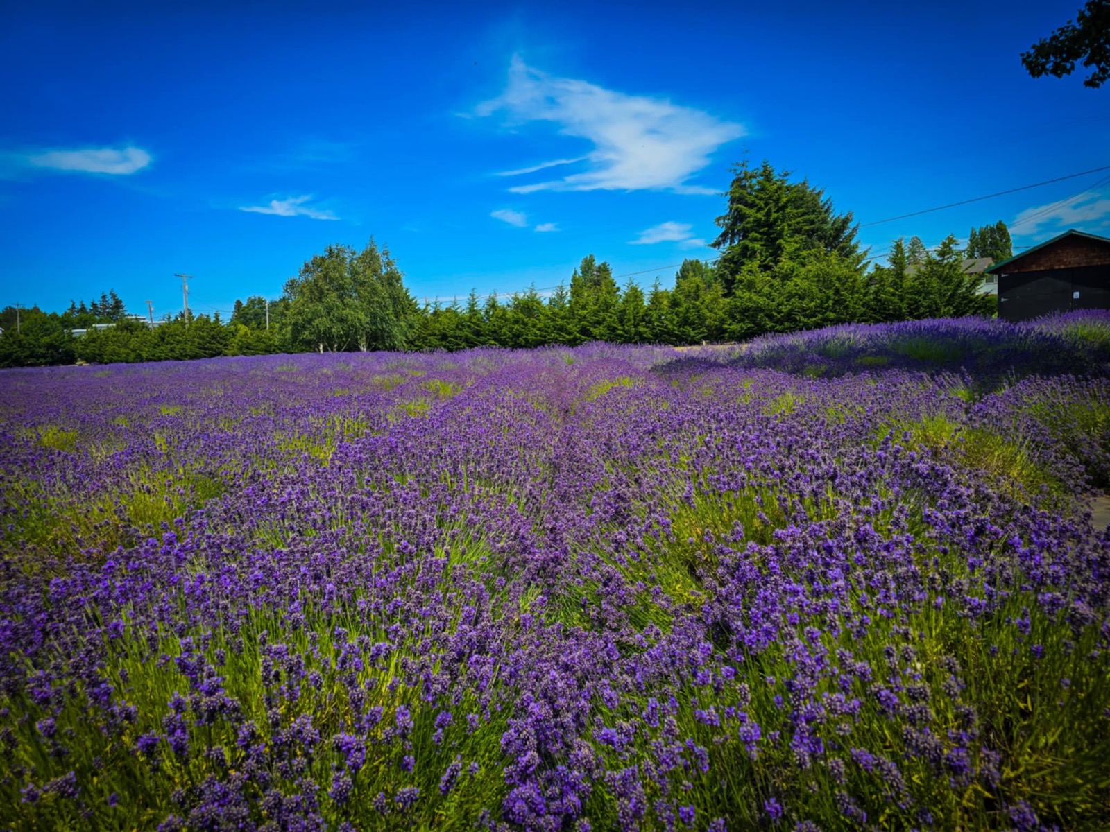 Purple lavender field bloom
